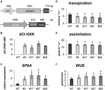 Future-Proofing Potato for Drought and Heat Tolerance by Overexpression of Hexokinase and SP6A